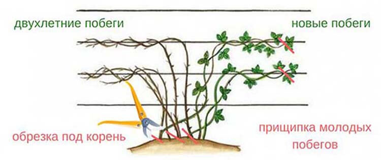 обрезка ежевики